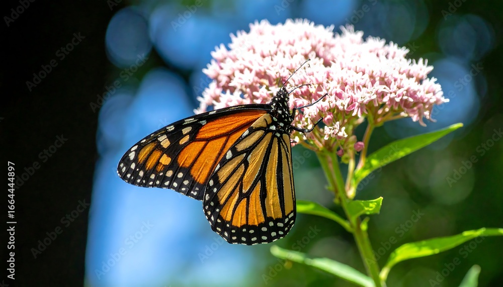 Naklejka premium A monarch butterfly, vibrant orange and black wings, delicately rests on a cluster of pink wildflowers, showcasing the beauty of nature's intricate details.