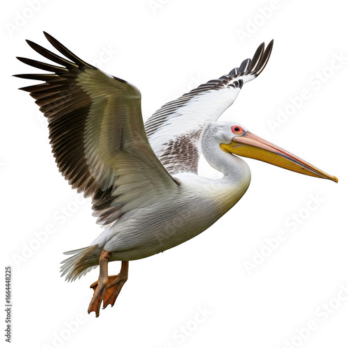 American white pelican in flight isolated on transparent background