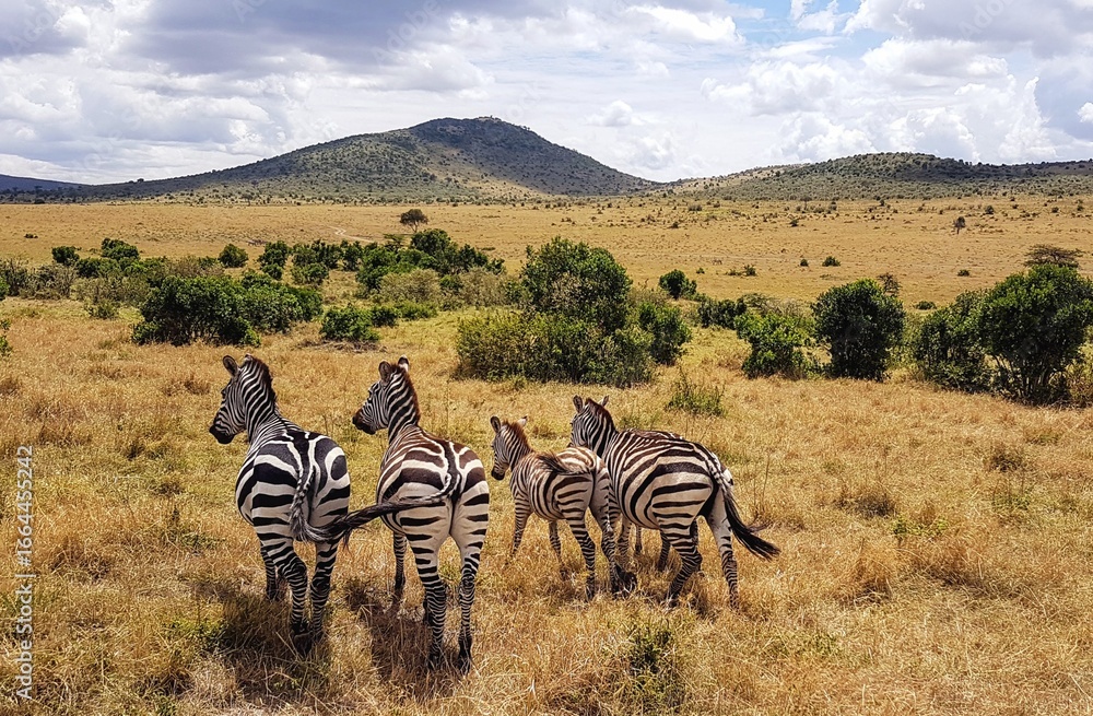Naklejka premium A group of zebras running through the vast savanna of the Masai Mara in Kenya, with bushes, hills, and dramatic cloud formations