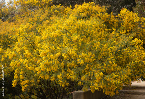 Australian floral bush at sunlight gardens