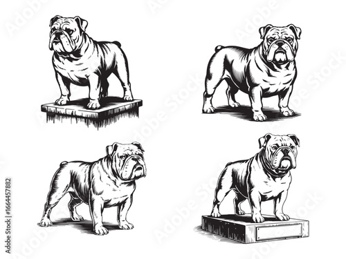 Set of engraving vintage Bulldog standing vector art illustration, old vintage bulldog design.