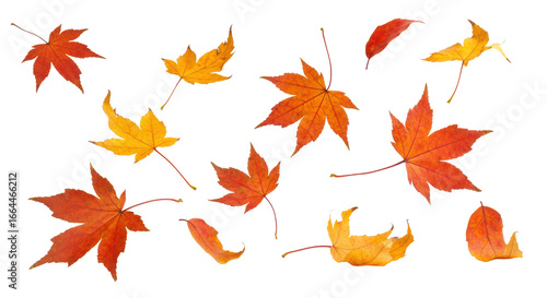 Vibrant red, orange, yellow maple leaves with crisp focus and subtle bokeh, gently falling on a transparent studio background with ample copy space, concept of positive natural change