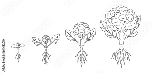 Black and white illustration of cauliflower growth stages. Depicts plant development from seed to mature vegetable.