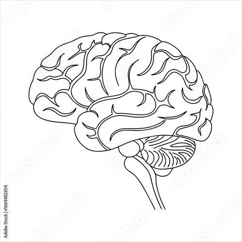 vector illustration of human brain