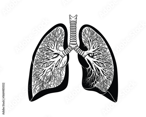 Detailed medical illustration of the human lung anatomy. Respiratory system design. Black and white vector.