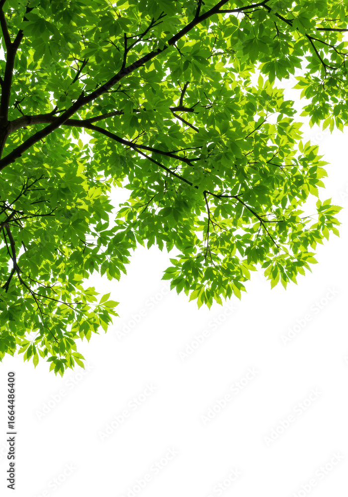 Obraz premium Ultra-realistic close-up of translucent green leaves and dark branches, isolated on transparent background, copy space. Natural growth and vitality concept