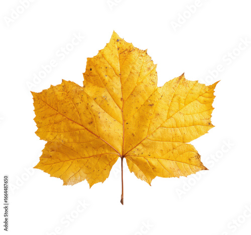 Wallpaper Mural Golden maple leaf nature detail, isolated on transparent background, png Torontodigital.ca