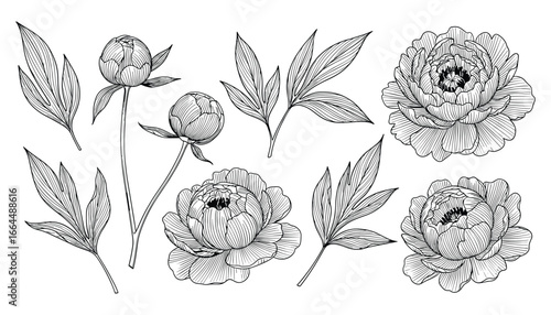 Hand-drawn peony flower elements, floral illustration. Peony buds and leaves in vector format.