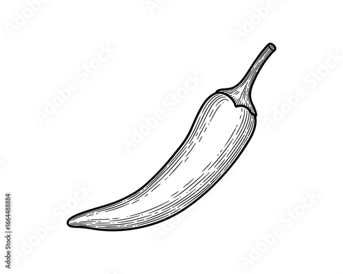 Detailed engraving style illustration of a chili pepper. Hot spice vegetable in black and white.