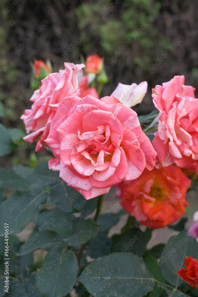 Fototapeta premium Beautiful pink white rose flower closeup in garden, A very beautiful pink white rose flower bloomed on the rose tree, Rose flower closeup, bloom flowers, Natural spring flower floral background