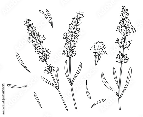 Detailed monochrome drawing of lavender sprigs. Perfect for botanical themes and natural product designs.