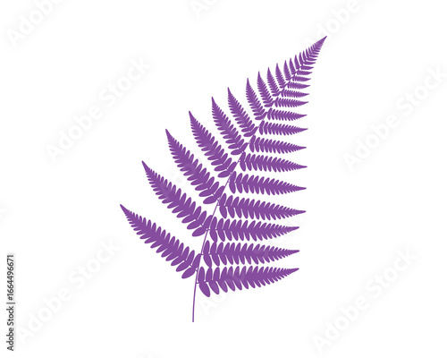 Detailed purple fern frond silhouette, showcasing intricate leaf texture. Botanical vector illustration on white.