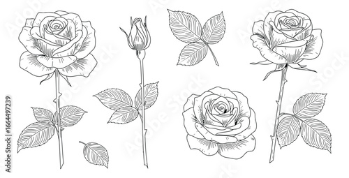 Set of hand drawn rose flower elements, black and white line art style. Floral, botany illustration.