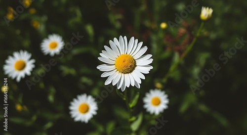 Sunlit Daisies: A Field of Innocence