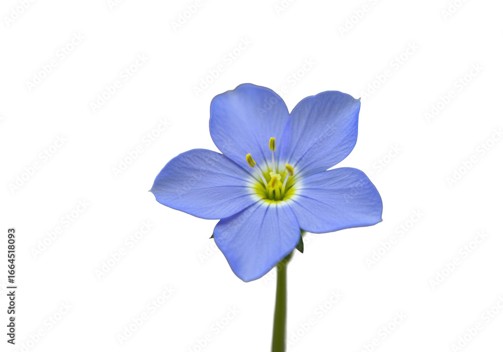 Fototapeta premium Delicate blue five-petal flower, bright yellow center, dark stamens, pristine, freshly bloomed. Extreme close-up macro on blurred neutral background, soft light. Concept of natural purity and