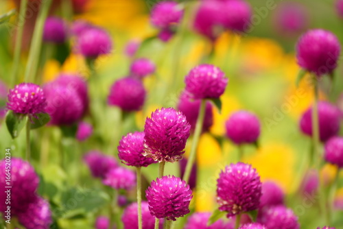 closeup of vibrant pink flower, pink blossom macro with blurred background, bright magenta flower in garden