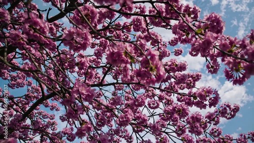 Cherry blossom tree showcases vibrant pink blossoms against a clear blue sky in springtime