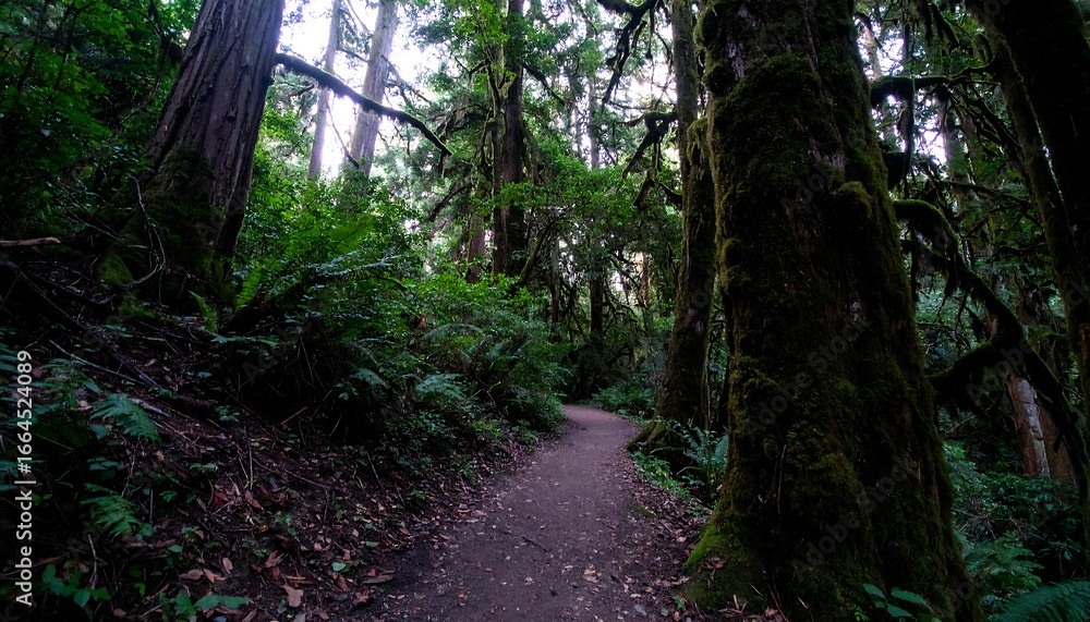 Obraz premium Pathway through shaded woods