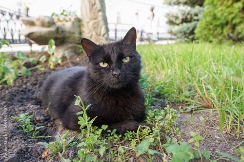 Photography A black cat with a languid look lies in the grass.