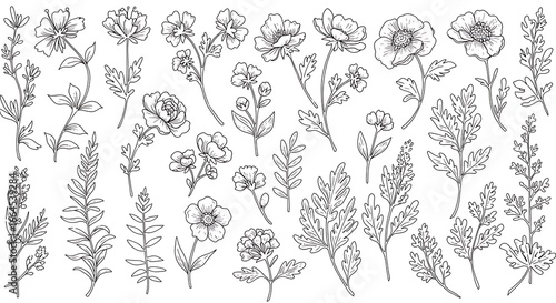 Botanical Line Art: A Floral Sketchbook