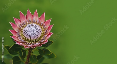 Pink Protea Bloom: Nature's Majesty