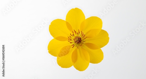 Golden Bloom: A Study in Light