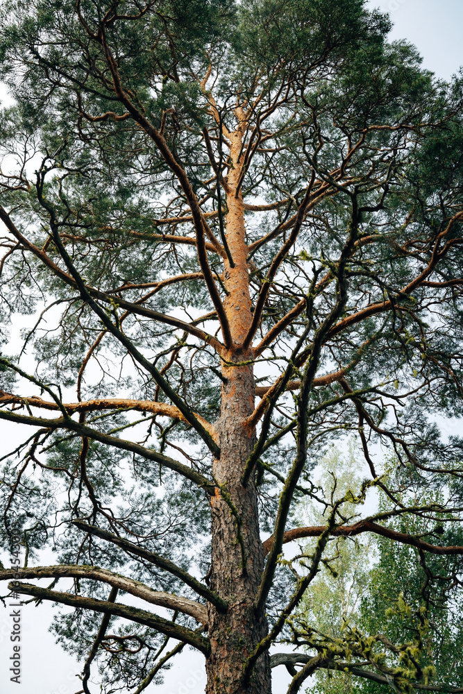Fototapeta premium Swedish Forest Nature Landscape