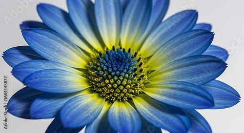 Azure Bloom: A Close-Up Study