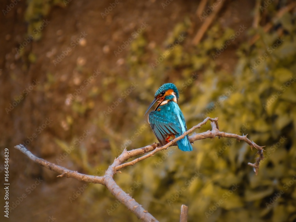 Fototapeta premium Vibrant blue kingfisher perched on a bare branch in soft natural light