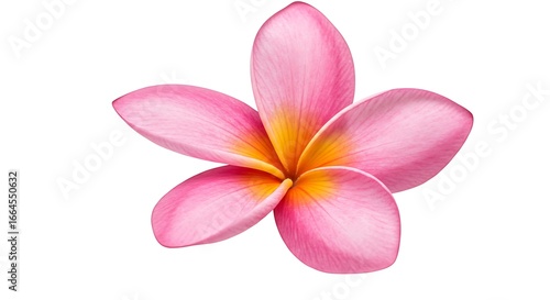 Pink Plumeria: Delicate Botanical Study