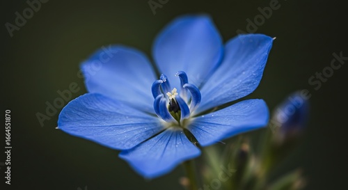 Sapphire Bloom: A Macro Journey
