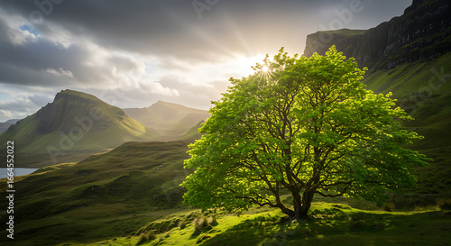 Sunlit Green Tree on Mountainside Meadow