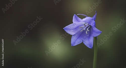 Solitary Bluebell: A Gentle Bloom