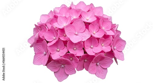 Pink Hydrangea: Delicate Sugar Bloom