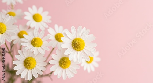 Daisies on Pink: A Gentle Bloom
