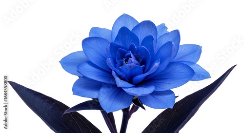 Azure Bloom: Hyperrealistic 3D Floral Render