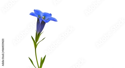 Azure Gentian: A Botanical Study