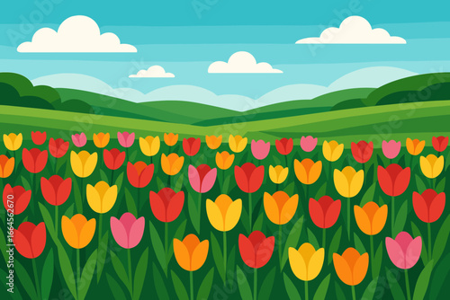 Vibrant tulip field landscape in modern flat cartoon style. Colorful spring flowers blooming in a green meadow with rolling hills. Beautiful nature scenery vector illustration.