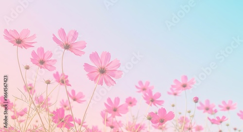 Pastel Cosmos Dream