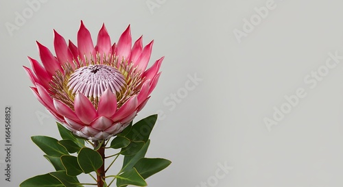 Pink Protea: A Gentle Bloom