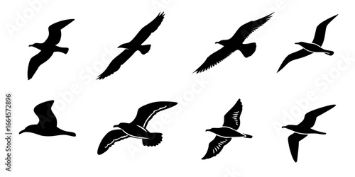 Collection of Black Silhouettes of Seagulls in Flight.