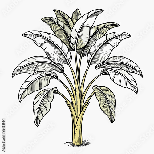 A detailed illustration of a banana plant with large green leaves growing