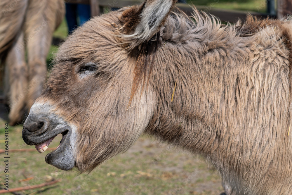 Fototapeta premium donkey on a farm