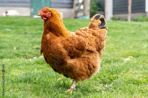 New Hampshire Red hen on farm