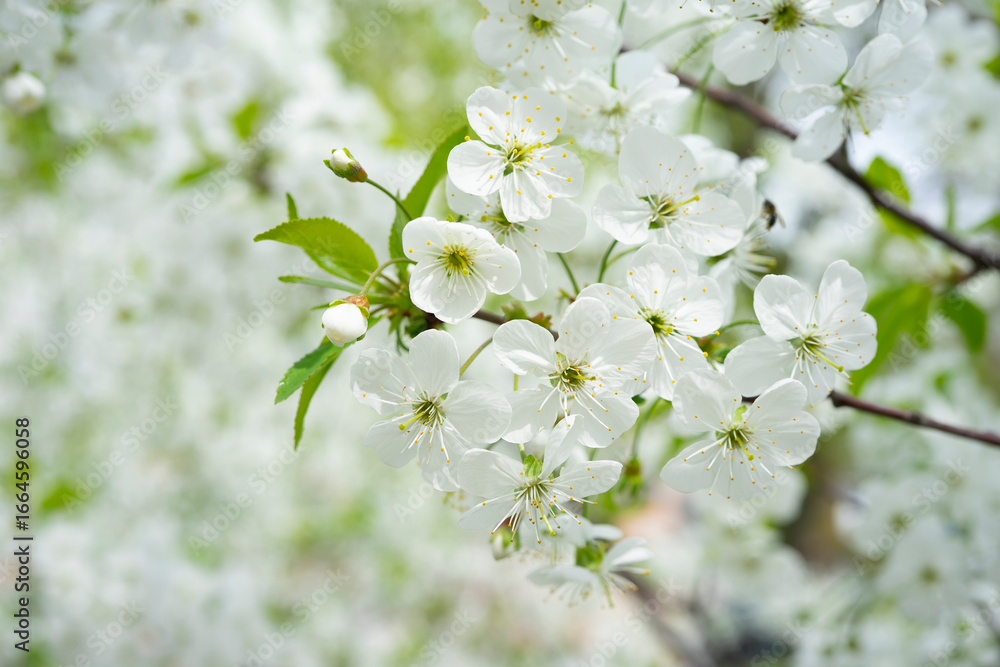 Obraz premium Cherry blossom branches bloom under a bright spring sky during the season of renewal
