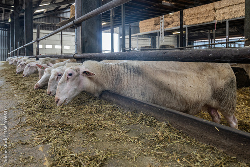 Canvas Print sheep in sheepfold on farm