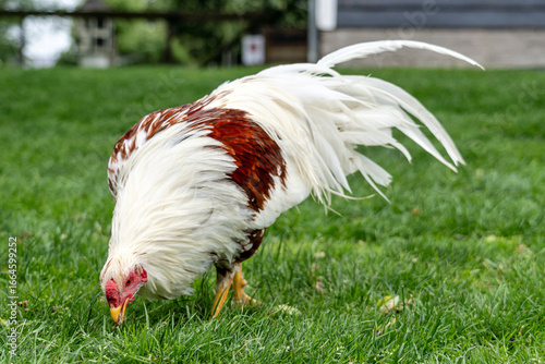 Yokohama chicken rooster on farm