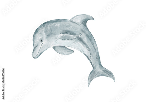 Hand drawn watercolor clipart of dolphin isolated on transparent background. Perfect for ocean theme design, marine life projects, kids illustration, print, poster, sticker.