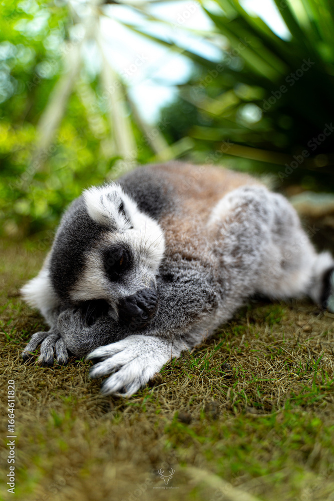 Fototapeta premium singe