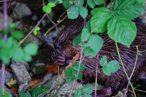 Beaver Feeding Amongst the Leaves